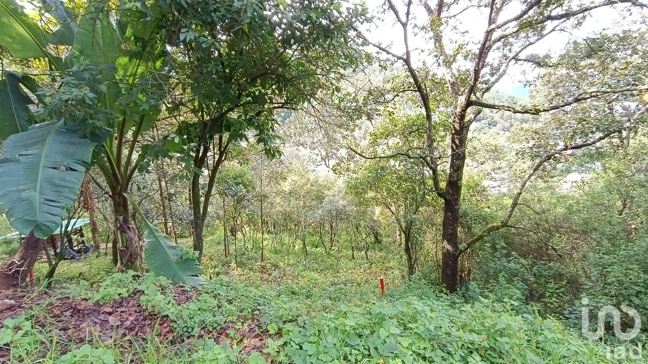 Terreno en Venta en San Nicolás, San Cristóbal de las Casas, Chiapas | NEX-46462 | iad México | Foto 11 de 15
