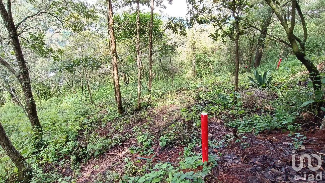 Terreno en Venta en San Nicolás, San Cristóbal de las Casas, Chiapas | NEX-46462 | iad México | Foto 13 de 15