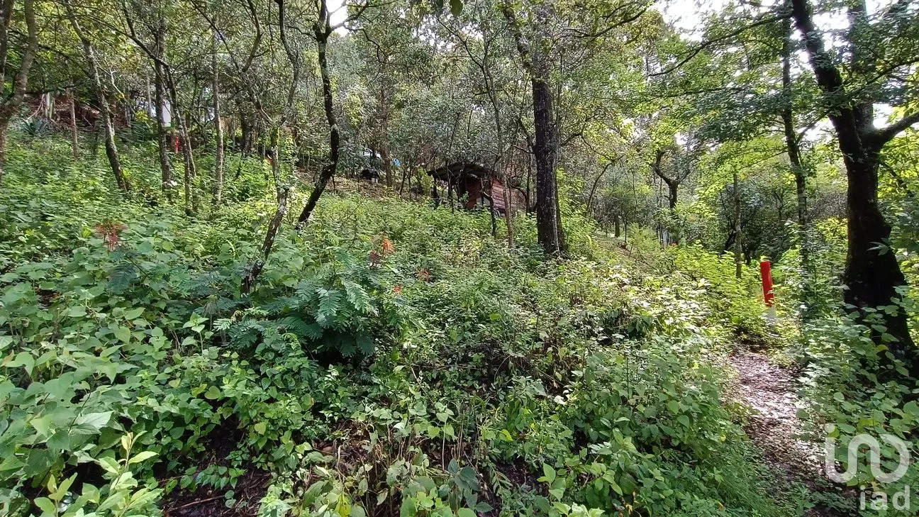 Terreno en Venta en San Nicolás, San Cristóbal de las Casas, Chiapas | NEX-46462 | iad México | Foto 15 de 15