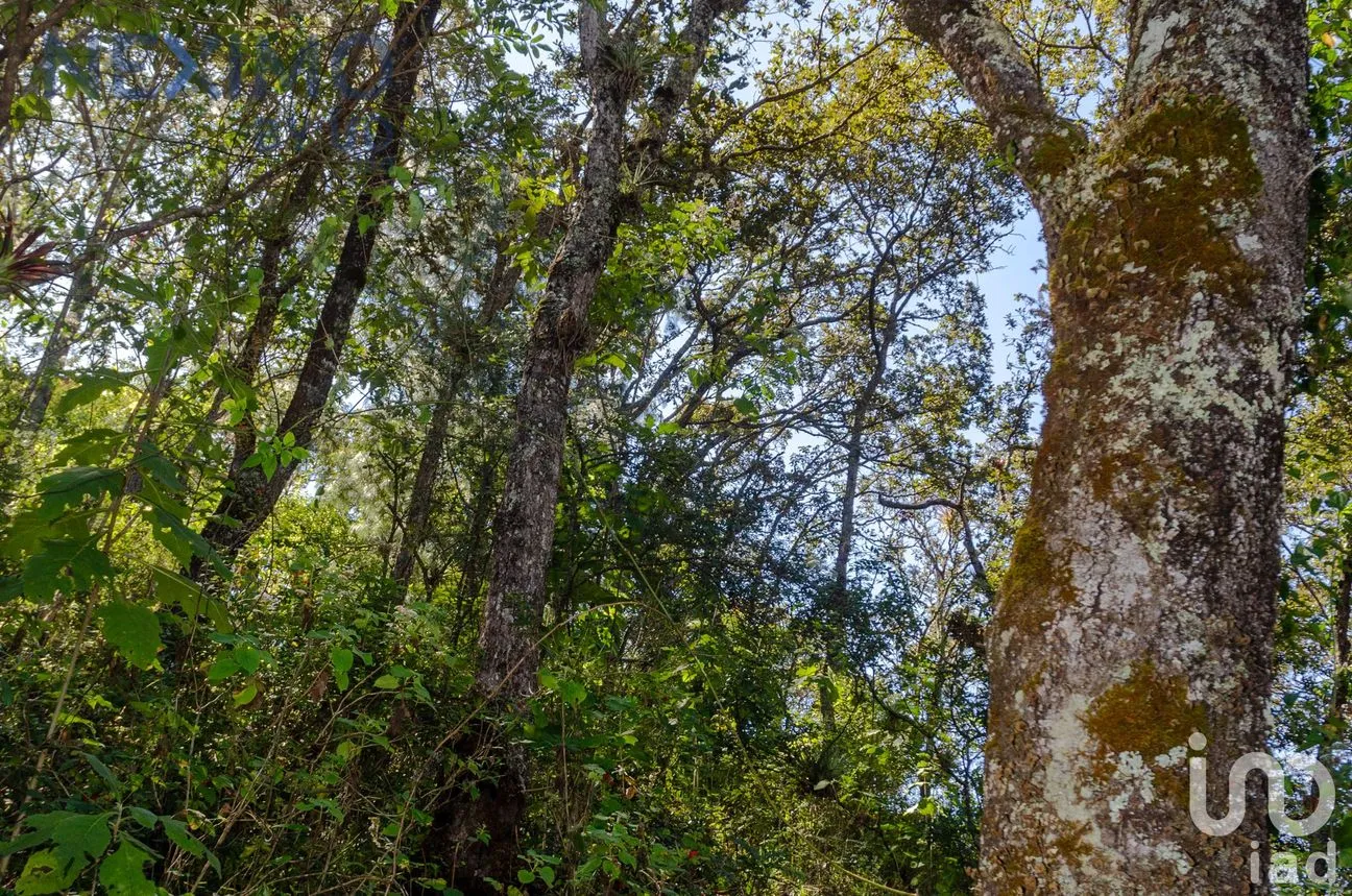 Terreno en Venta en San Nicolás, San Cristóbal de las Casas, Chiapas | NEX-50776 | iad México | Foto 10 de 16