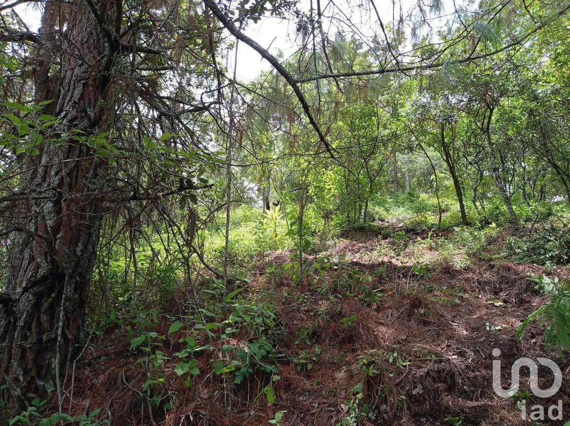 Terreno en Venta en San Nicolás, San Cristóbal de las Casas, Chiapas | NEX-66024 | iad México | Foto 2 de 5