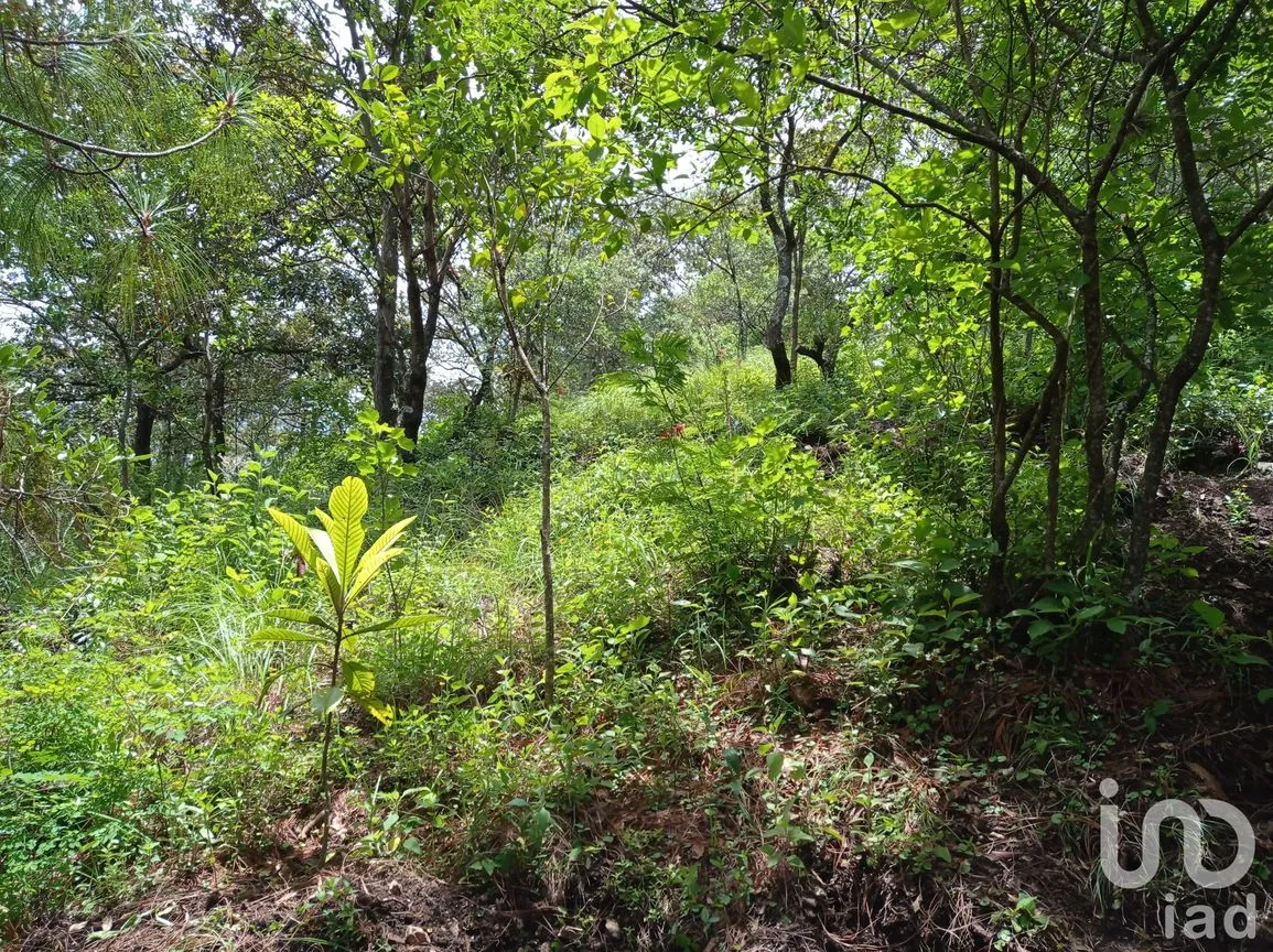 Terreno en Venta en San Nicolás, San Cristóbal de las Casas, Chiapas | NEX-66024 | iad México | Foto 4 de 5