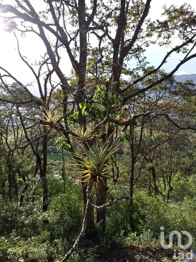 Terreno en Venta en San Nicolás, San Cristóbal de las Casas, Chiapas | NEX-66024 | iad México | Foto 5 de 5
