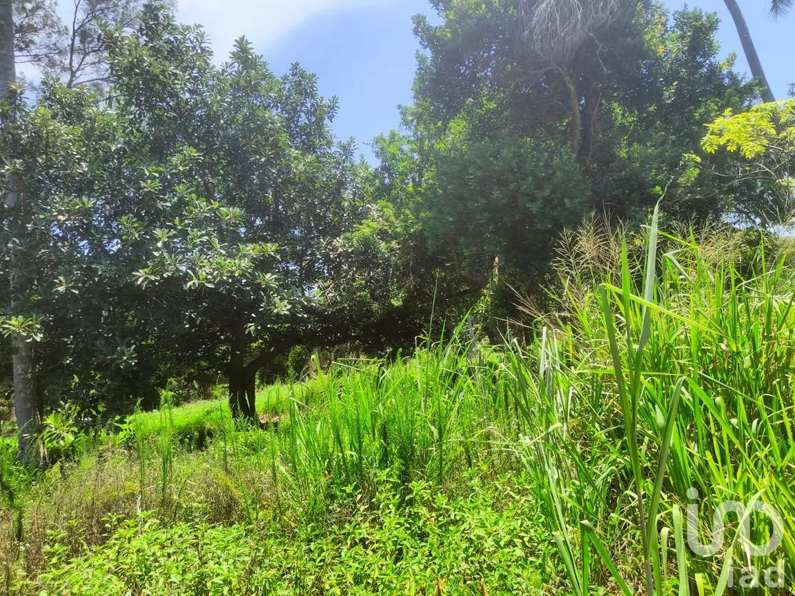 Terreno en Venta en Monte Gordo, Tecolutla, Veracruz de Ignacio de la Llave | NEX-177359 | iad México | Foto 8 de 15