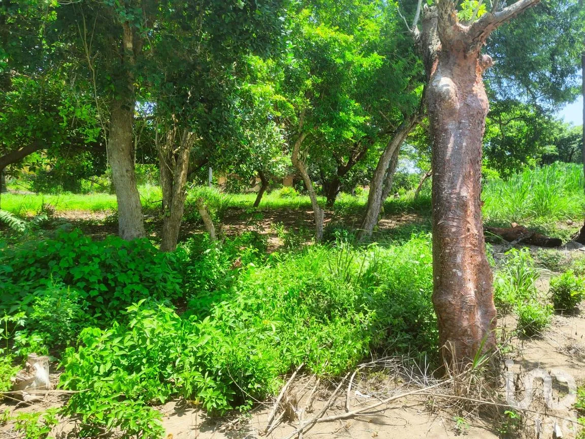 Terreno en Venta en Monte Gordo, Tecolutla, Veracruz de Ignacio de la Llave | NEX-177359 | iad México | Foto 9 de 15