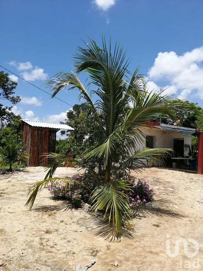 Rancho en Venta en Motul de Carrillo Puerto Centro, Motul, Yucatán | NEX-57010 | iad México | Foto 3 de 10