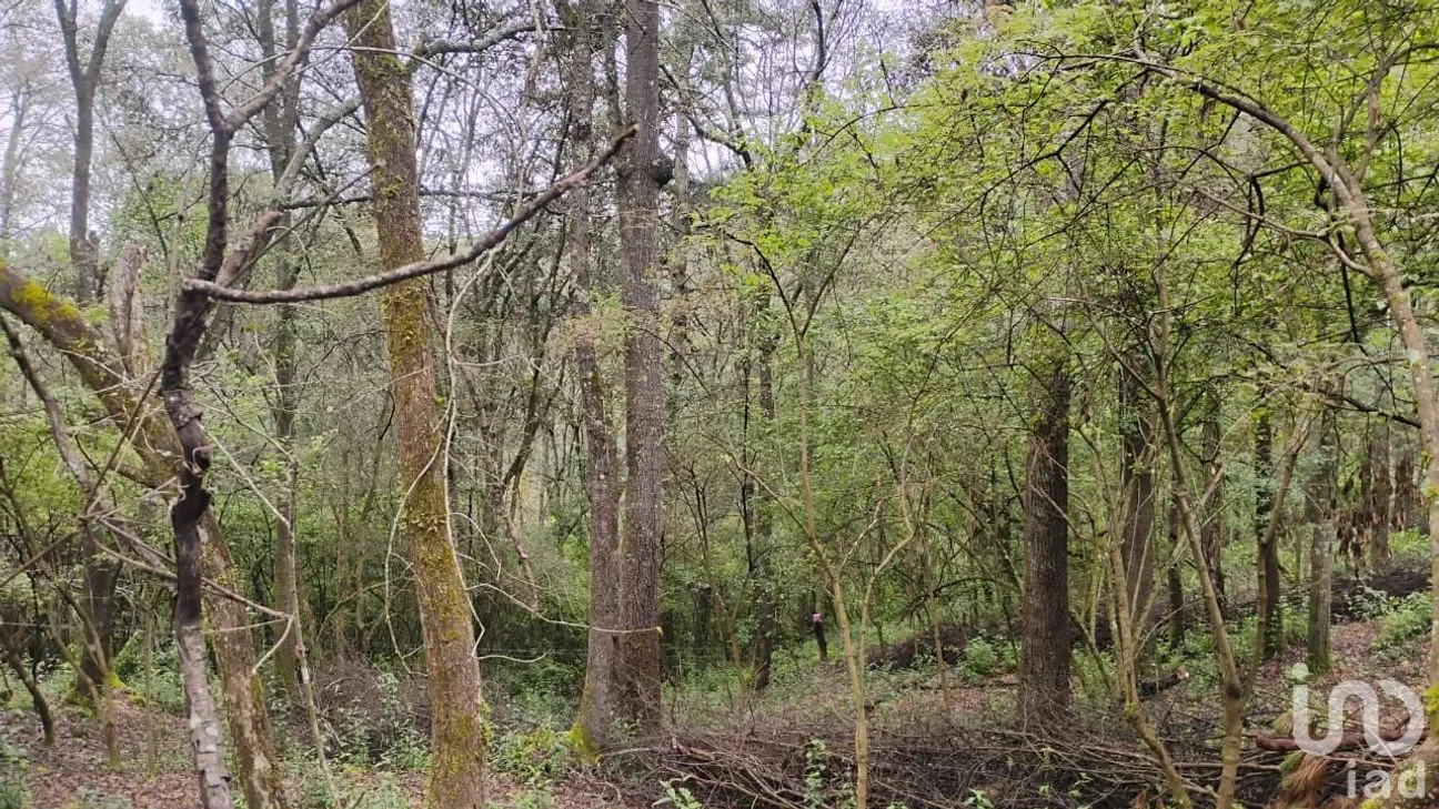 Terreno en Venta en Cerro Gordo, Omitlán de Juárez, Hidalgo | NEX-237057 | iad México | Foto 5 de 8