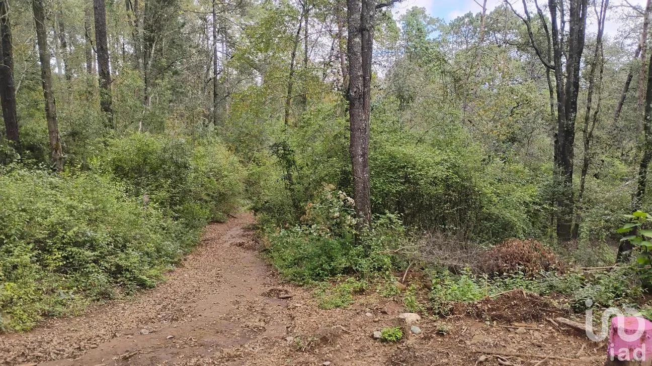 Terreno en Venta en Cerro Gordo, Omitlán de Juárez, Hidalgo | NEX-237057 | iad México | Foto 8 de 8