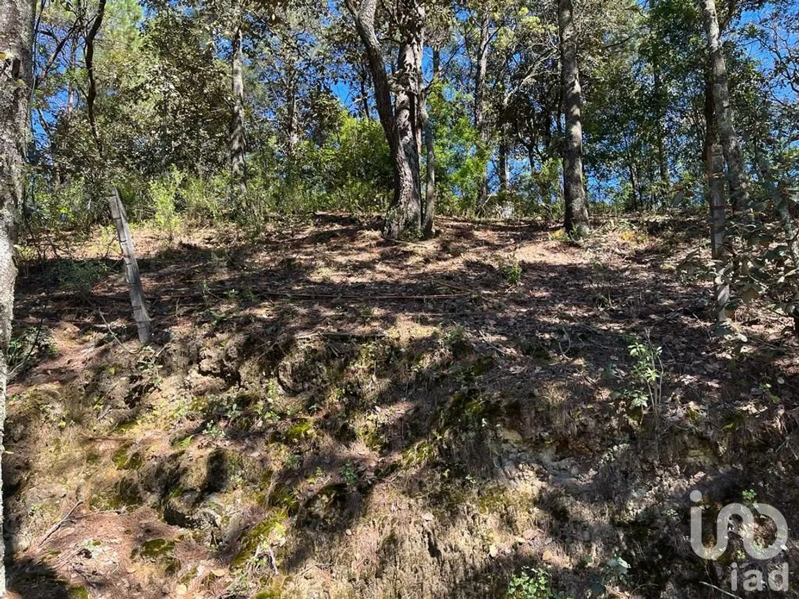Terreno en Venta en La Gran Campaña, Mineral del Chico, Hidalgo | NEX-187811 | iad México | Foto 10 de 13