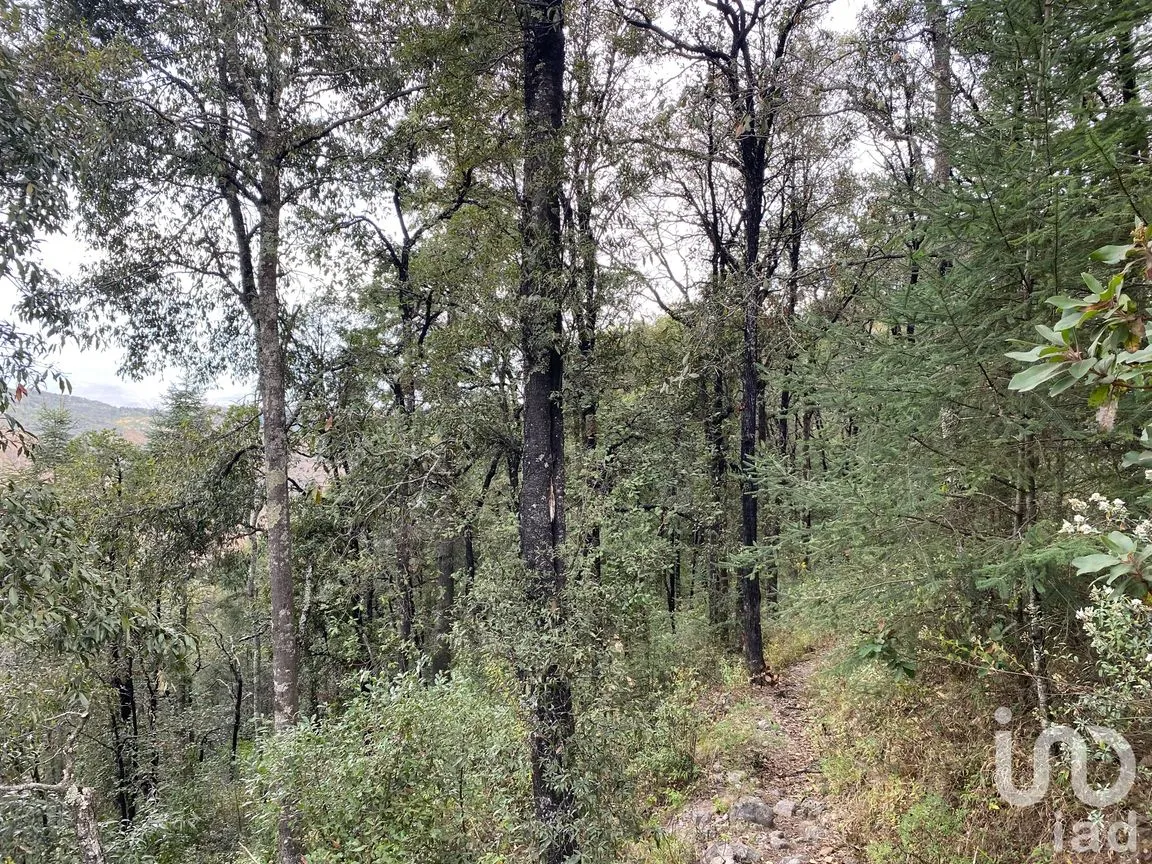 Terreno en Venta en Ciénega Grande, Omitlán de Juárez, Hidalgo | NEX-192753 | iad México | Foto 2 de 10