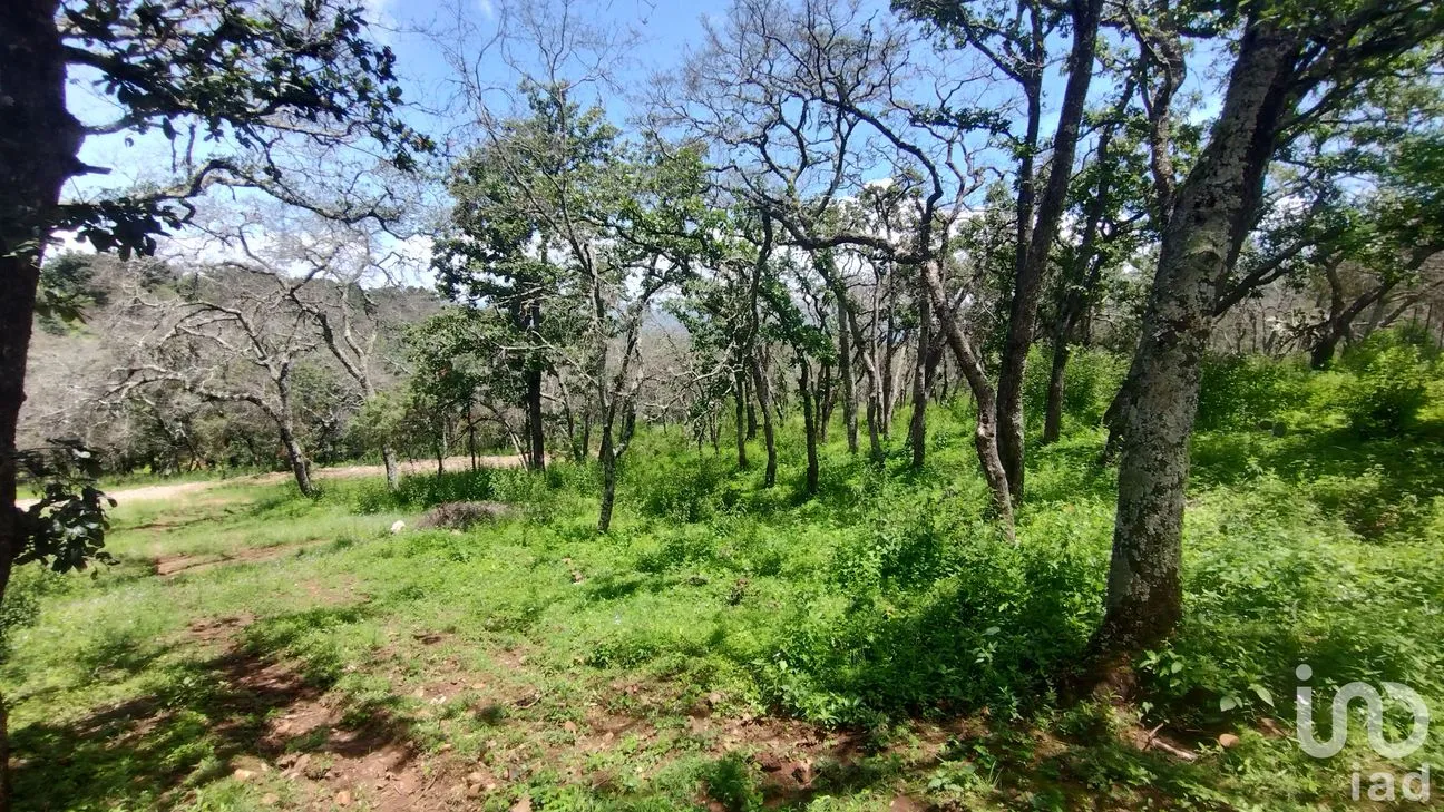 Terreno en Venta en Ojo de Agua, Huasca de Ocampo, Hidalgo | NEX-221503 | iad México | Foto 4 de 4