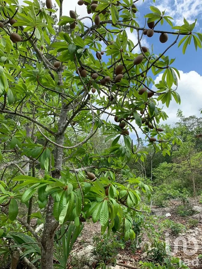Terreno en Venta en La Veleta, Tulum, Quintana Roo | NEX-47363 | iad México | Foto 2 de 4