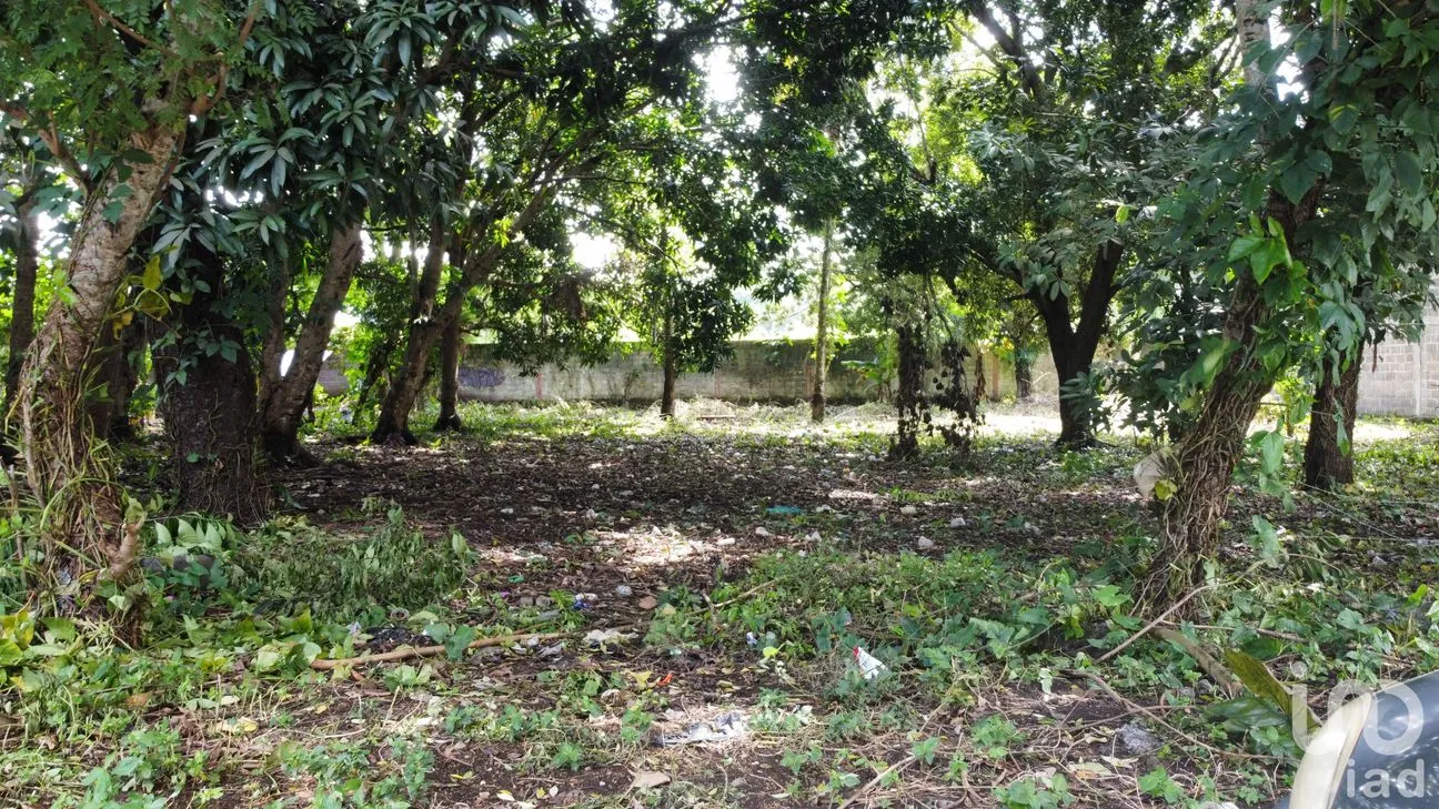 Terreno en Venta en Lindavista, Catemaco, Veracruz de Ignacio de la Llave | NEX-153357 | iad México | Foto 4 de 13