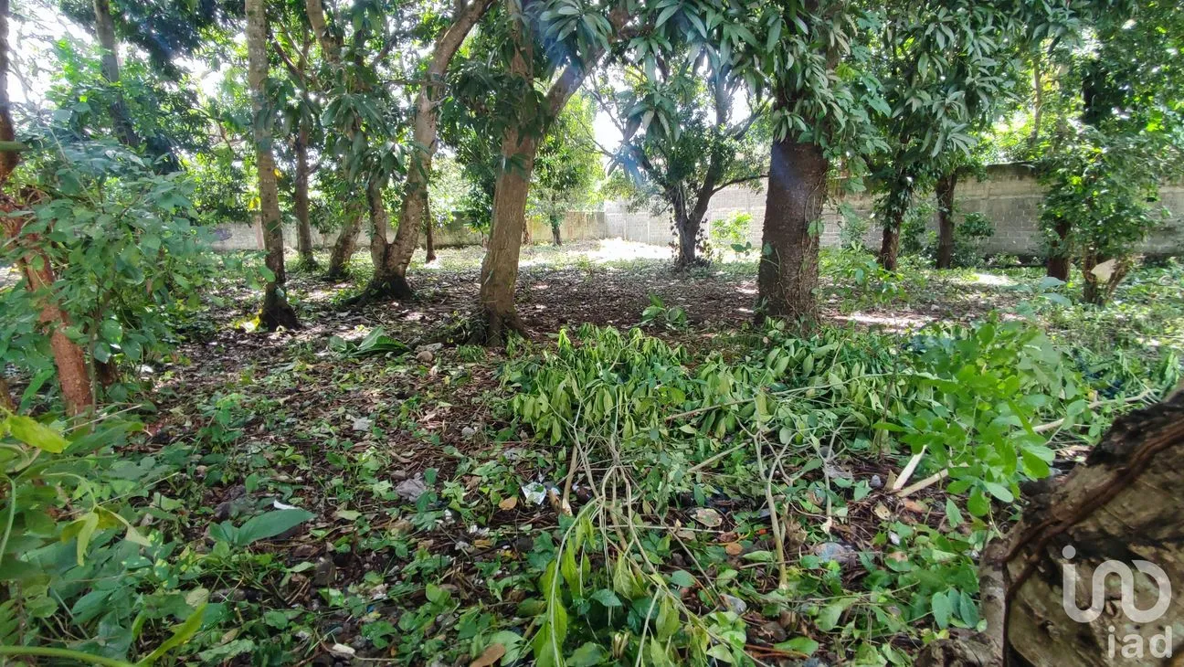 Terreno en Venta en Lindavista, Catemaco, Veracruz de Ignacio de la Llave | NEX-153357 | iad México | Foto 6 de 13