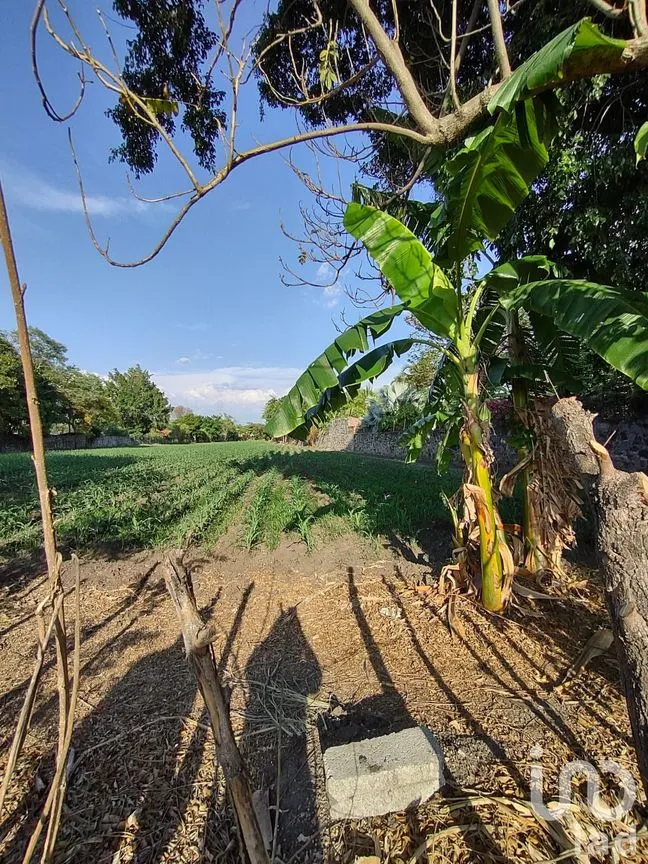 Terreno en Venta en Ixtlahuacan, Yautepec, Morelos | NEX-254483 | iad México | Foto 4 de 6
