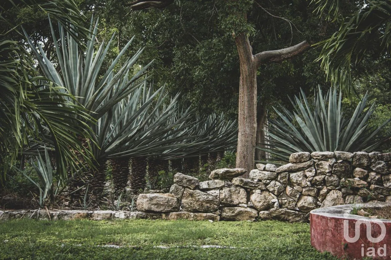 Terreno en Venta en Timul, Motul, Yucatán | NEX-83720 | iad México | Foto 4 de 7