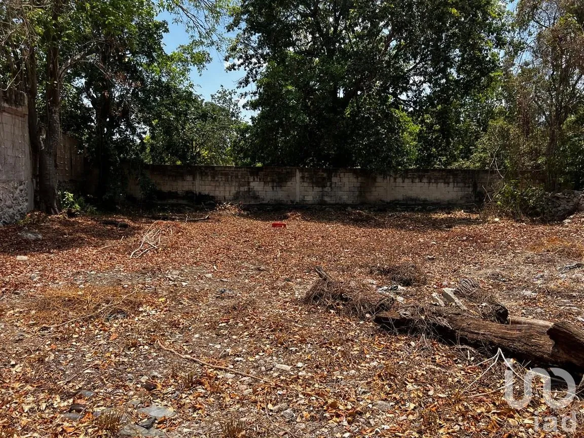 Terreno en Renta en Centro Hunucmá, Hunucmá, Yucatán | NEX-183498 | iad México | Foto 10 de 13
