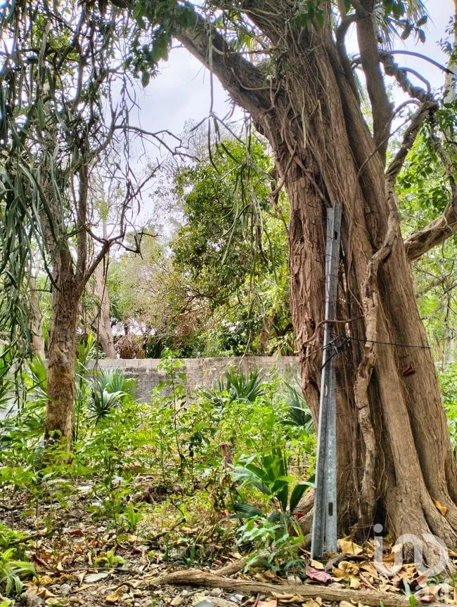 Terreno en Venta en Mérida Centro, Mérida, Yucatán | NEX-217409 | iad México | Foto 5 de 14