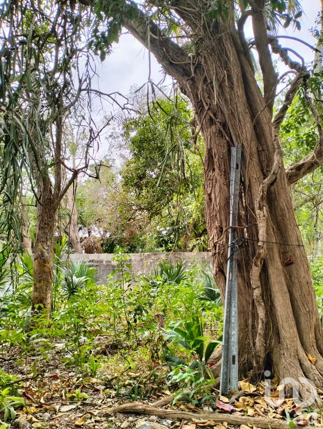 Terreno en Venta en Mérida Centro, Mérida, Yucatán | NEX-217409 | iad México | Foto 5 de 14
