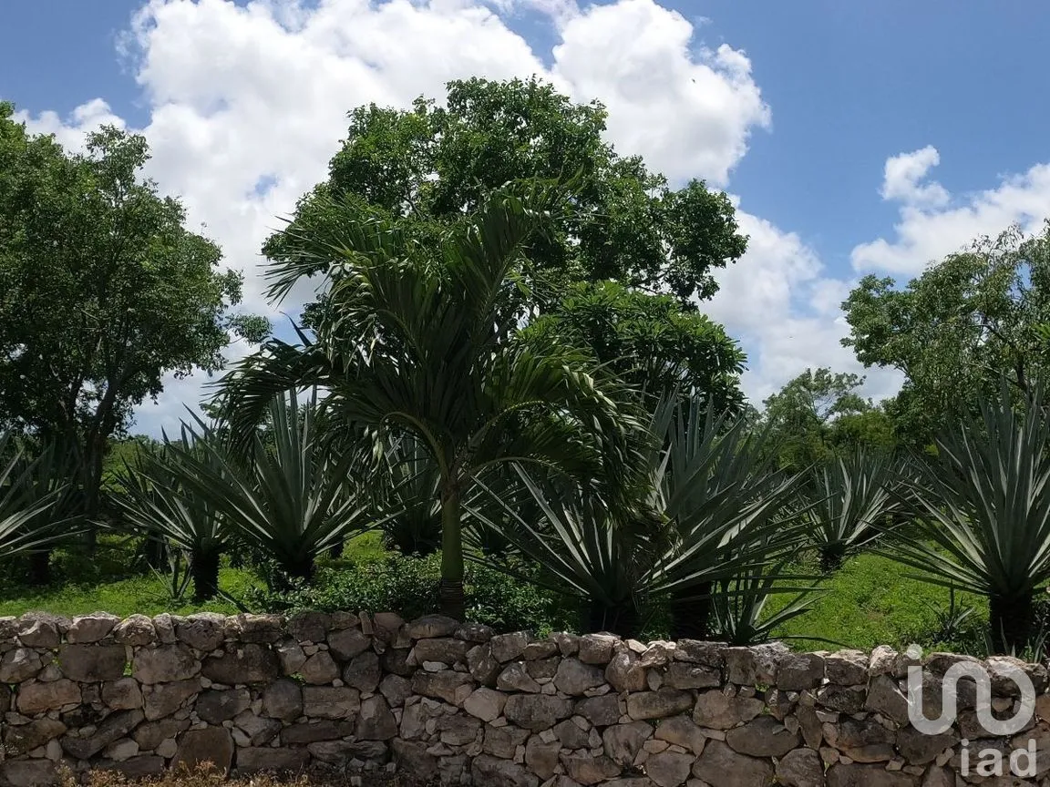 Terreno en Venta en Tinum, Tinum, Yucatán | NEX-265196 | iad México | Foto 5 de 13