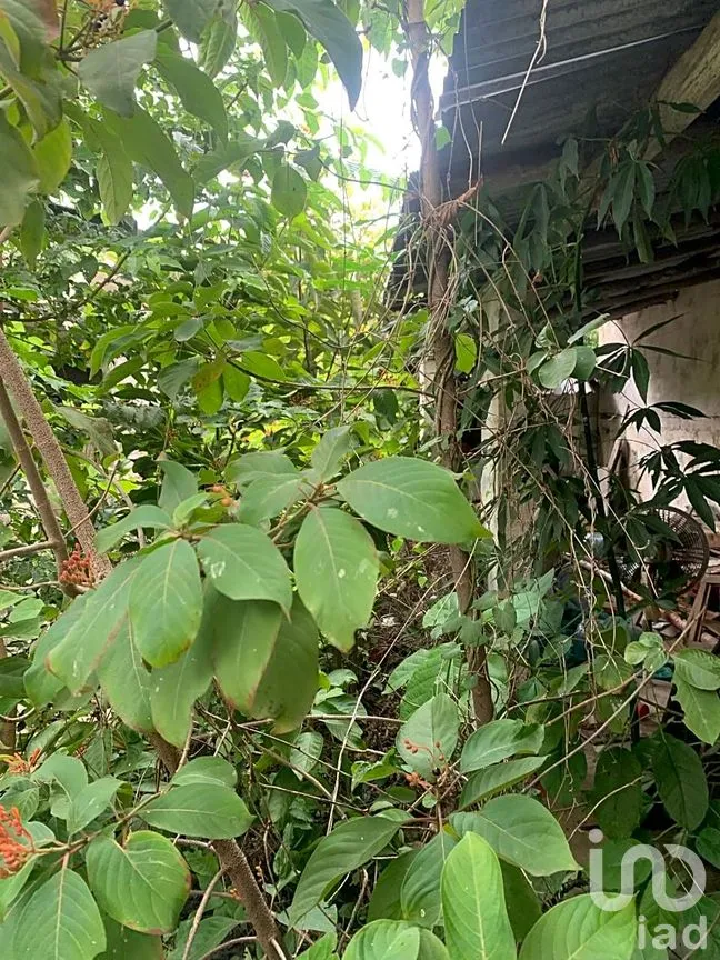 Casa en Venta en Benito Juárez Nte, Mérida, Yucatán | NEX-71189 | iad México | Foto 11 de 17