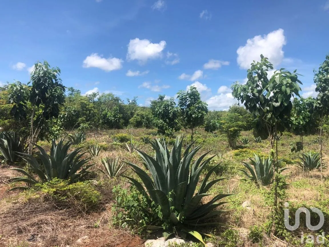Terreno en Venta en Kantunil, Kantunil, Yucatán | NEX-232618 | iad México | Foto 2 de 12