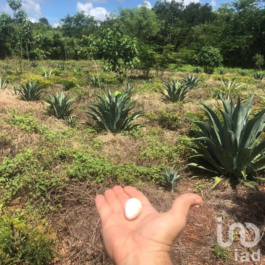 Terreno en Venta en Kantunil, Kantunil, Yucatán | NEX-232618 | iad México | Foto 3 de 12