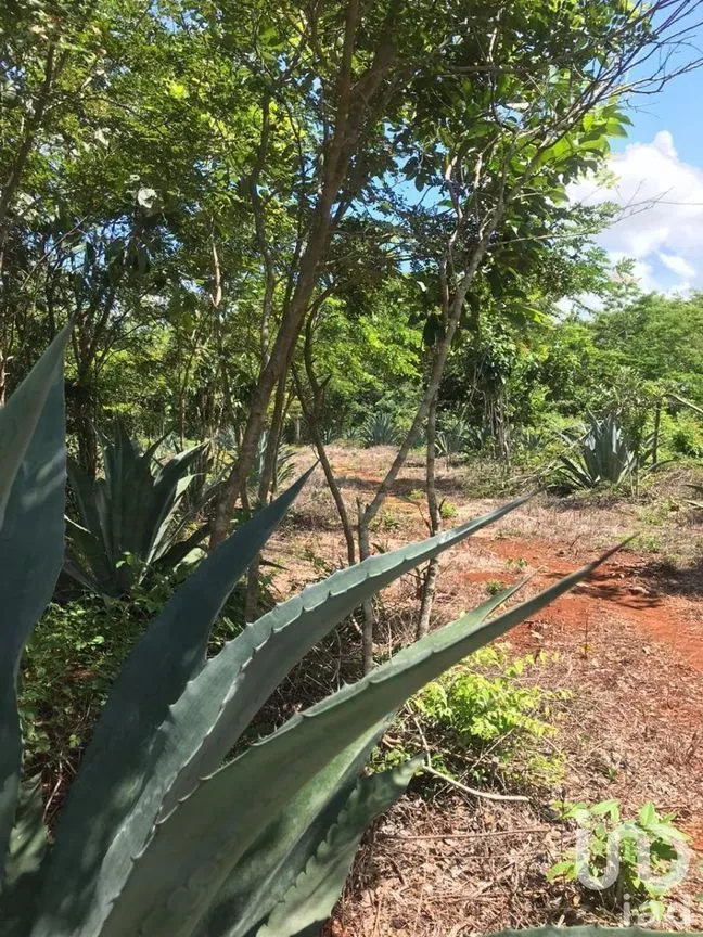 Terreno en Venta en Kantunil, Kantunil, Yucatán | NEX-232618 | iad México | Foto 4 de 12