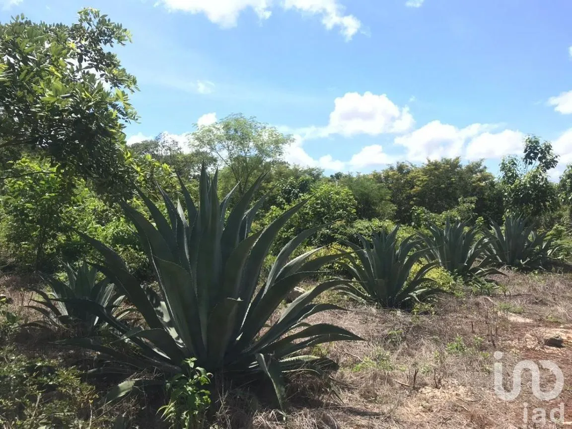 Terreno en Venta en Kantunil, Kantunil, Yucatán | NEX-232618 | iad México | Foto 5 de 12