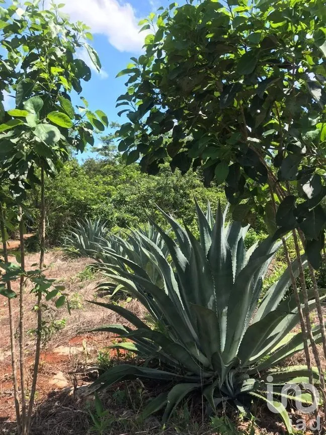 Terreno en Venta en Kantunil, Kantunil, Yucatán | NEX-232618 | iad México | Foto 6 de 12