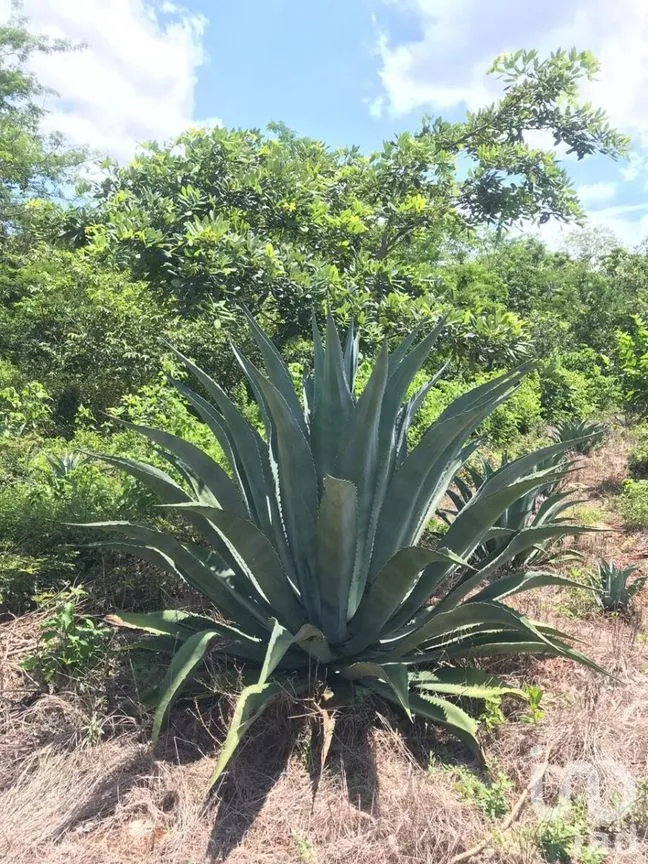 Terreno en Venta en Kantunil, Kantunil, Yucatán | NEX-232618 | iad México | Foto 7 de 12