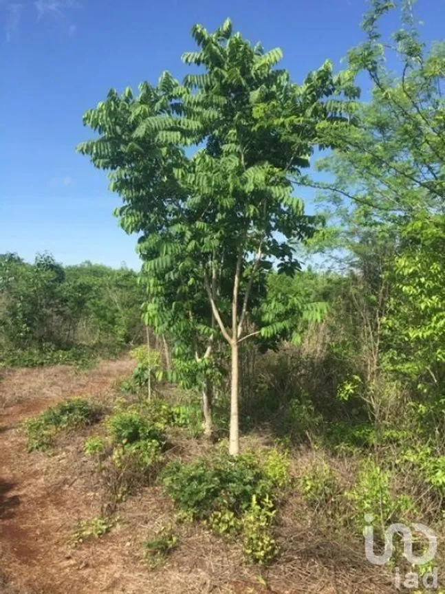 Terreno en Venta en Kantunil, Kantunil, Yucatán | NEX-232618 | iad México | Foto 8 de 12