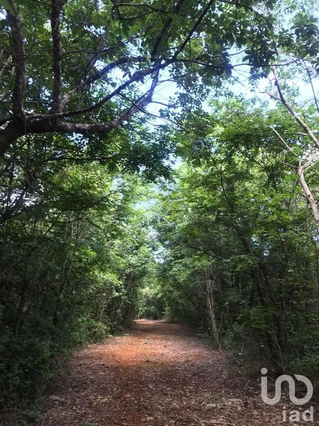 Terreno en Venta en Kantunil, Kantunil, Yucatán | NEX-232618 | iad México | Foto 9 de 12