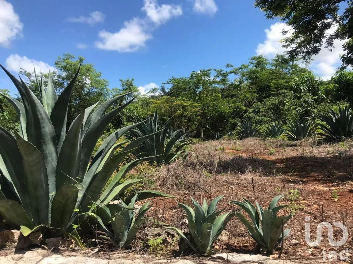 Terreno en Venta en Kantunil, Kantunil, Yucatán | NEX-232618 | iad México | Foto 1 de 12