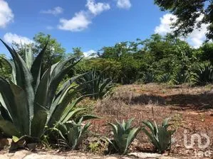NEX-232618 - Terreno en Venta en Kantunil, CP 97670, Yucatán.