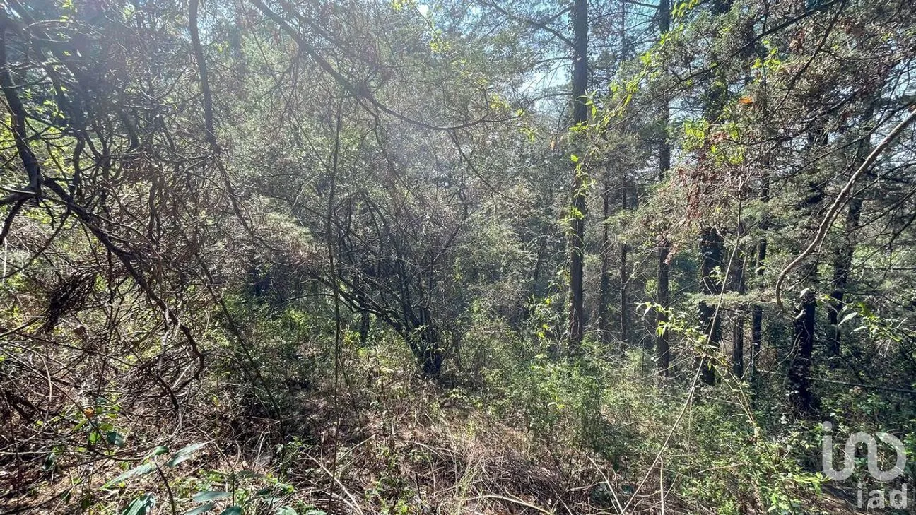 Terreno en Venta en San Mateo Tlaltenango, Cuajimalpa de Morelos, Ciudad de México | NEX-281181 | iad México | Foto 4 de 9