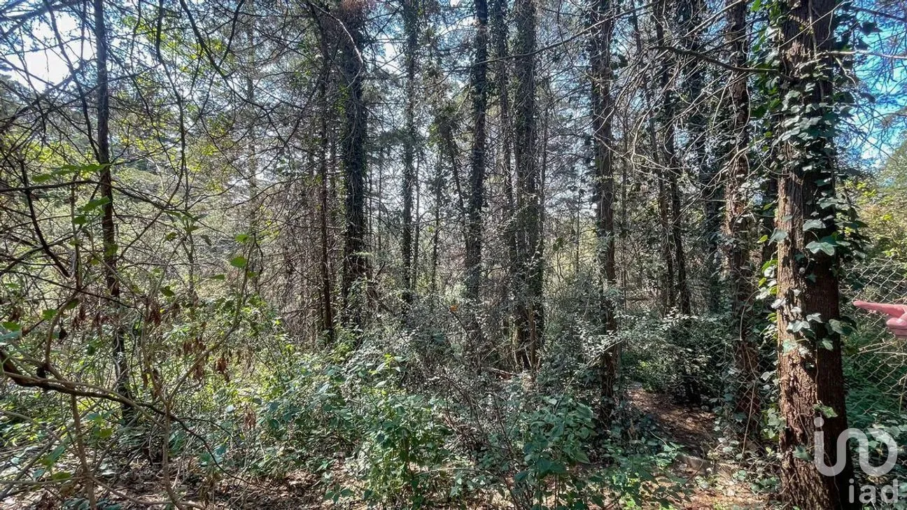Terreno en Venta en San Mateo Tlaltenango, Cuajimalpa de Morelos, Ciudad de México | NEX-281181 | iad México | Foto 5 de 9