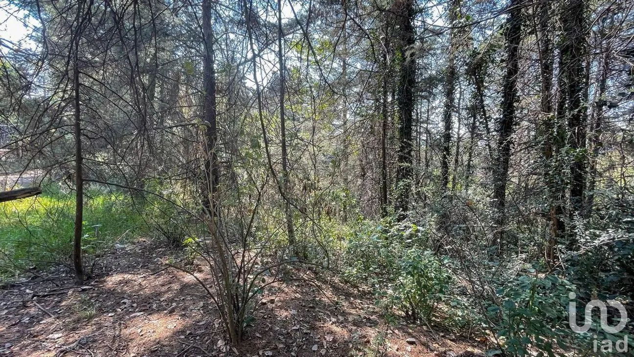 Terreno en Venta en San Mateo Tlaltenango, Cuajimalpa de Morelos, Ciudad de México | NEX-281181 | iad México | Foto 6 de 9