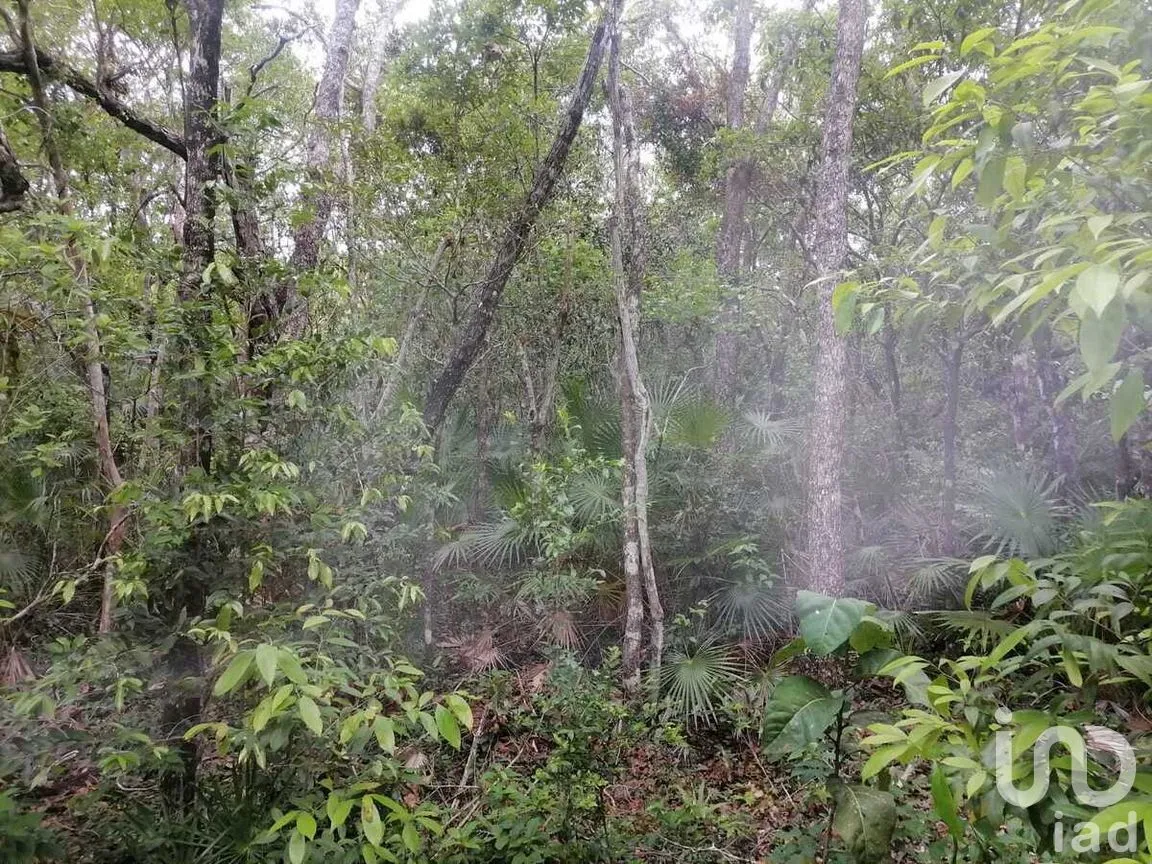 Terreno en Venta en La Veleta, Tulum, Quintana Roo | NEX-281241 | iad México | Foto 11 de 17