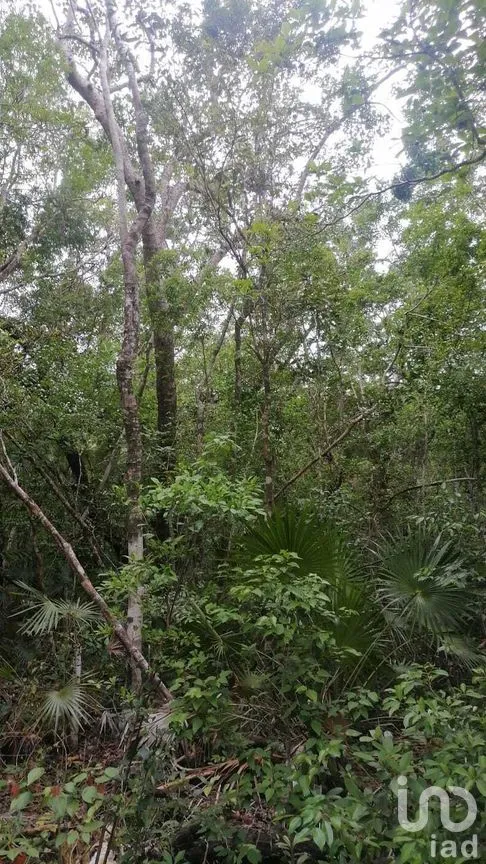 Terreno en Venta en La Veleta, Tulum, Quintana Roo | NEX-281241 | iad México | Foto 13 de 17