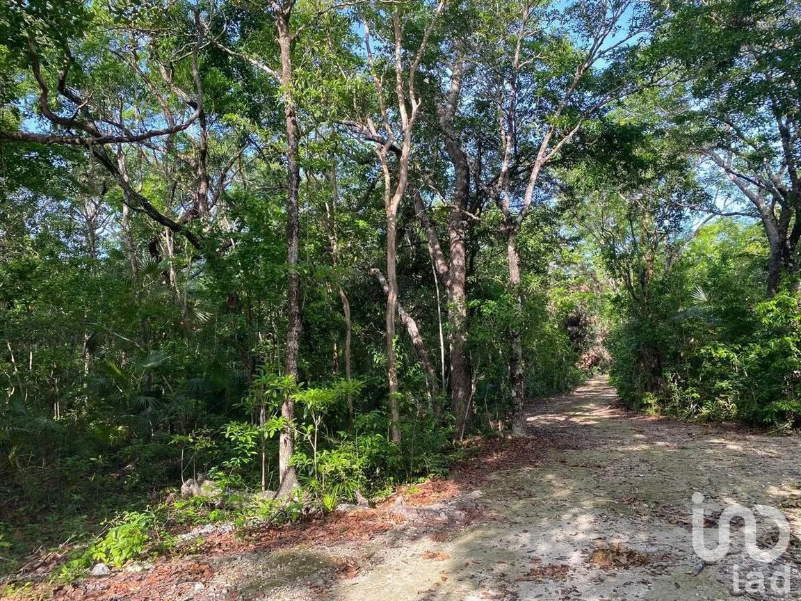 Terreno en Venta en La Veleta, Tulum, Quintana Roo | NEX-281241 | iad México | Foto 14 de 17