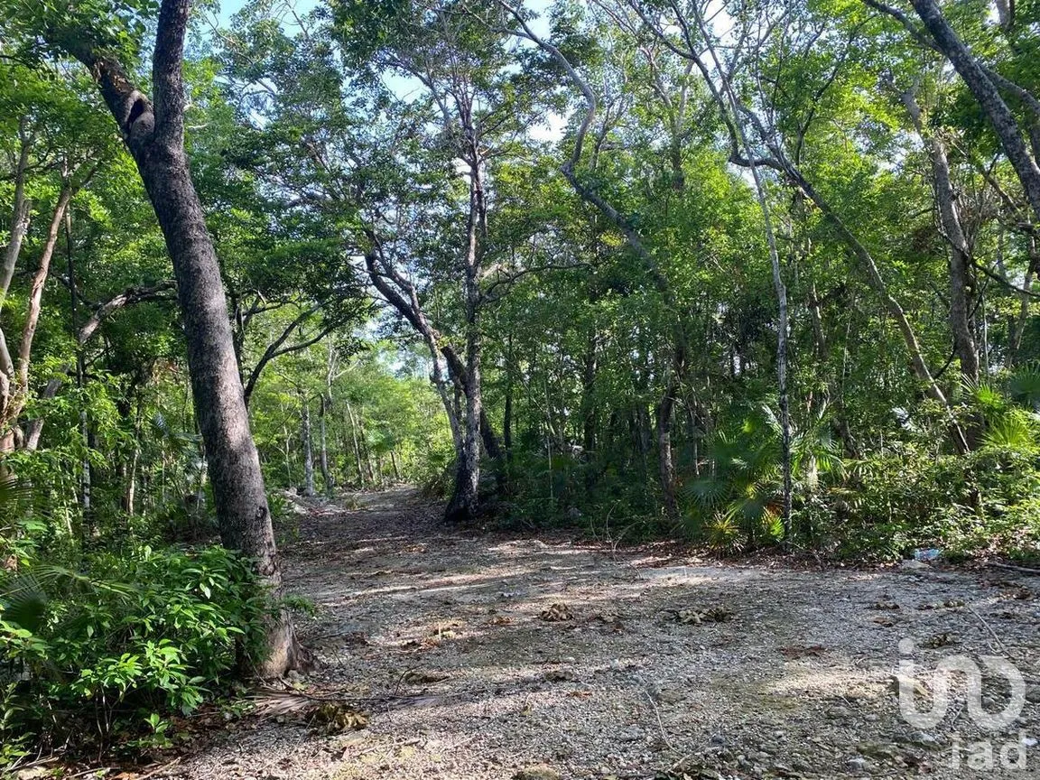 Terreno en Venta en La Veleta, Tulum, Quintana Roo | NEX-281241 | iad México | Foto 3 de 17