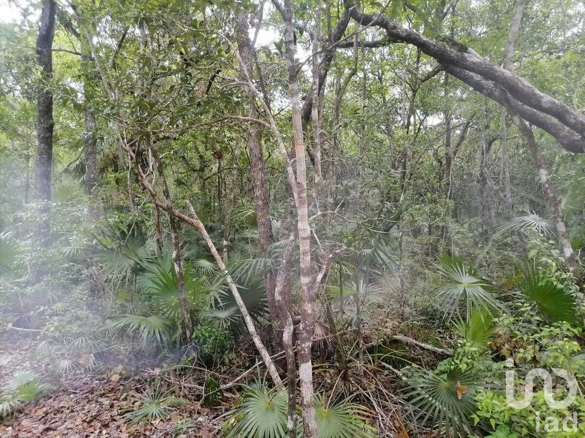 Terreno en Venta en La Veleta, Tulum, Quintana Roo | NEX-281241 | iad México | Foto 5 de 17