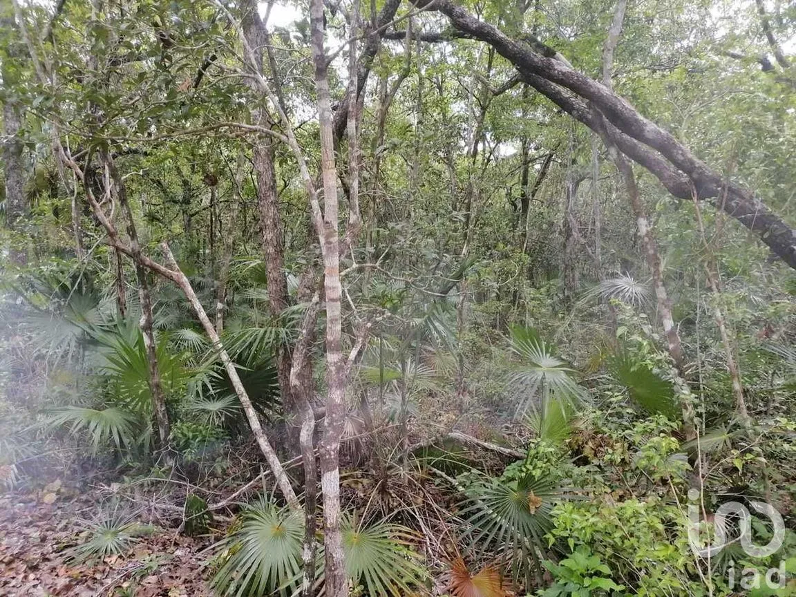 Terreno en Venta en La Veleta, Tulum, Quintana Roo | NEX-281241 | iad México | Foto 8 de 17
