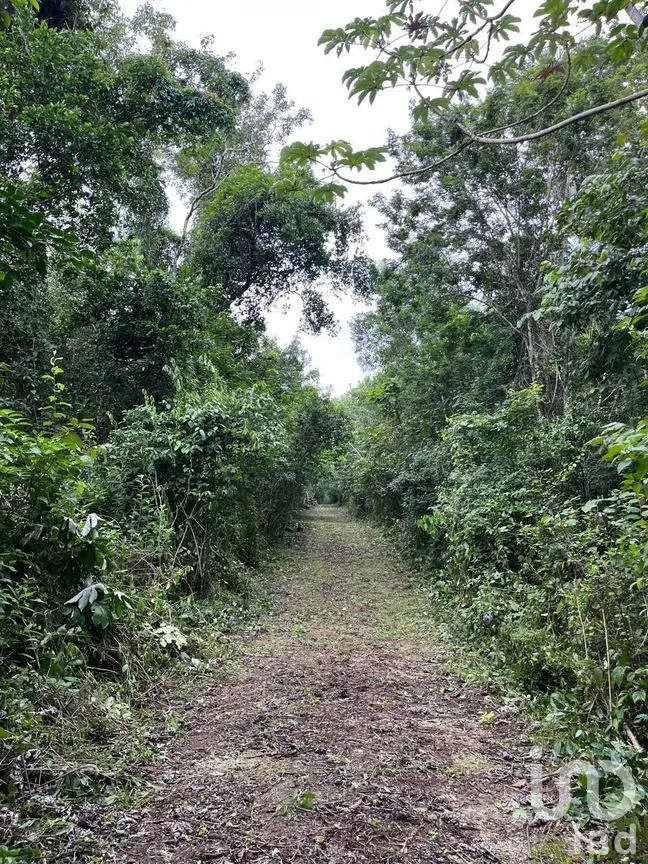 Terreno en Venta en Tulum Centro, Tulum, Quintana Roo | NEX-275139 | iad México | Foto 1 de 4