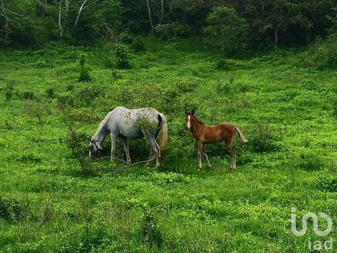 Terreno en Venta en El Tuito, Cabo Corrientes, Jalisco | NEX-227149 | iad México | Foto 3 de 10