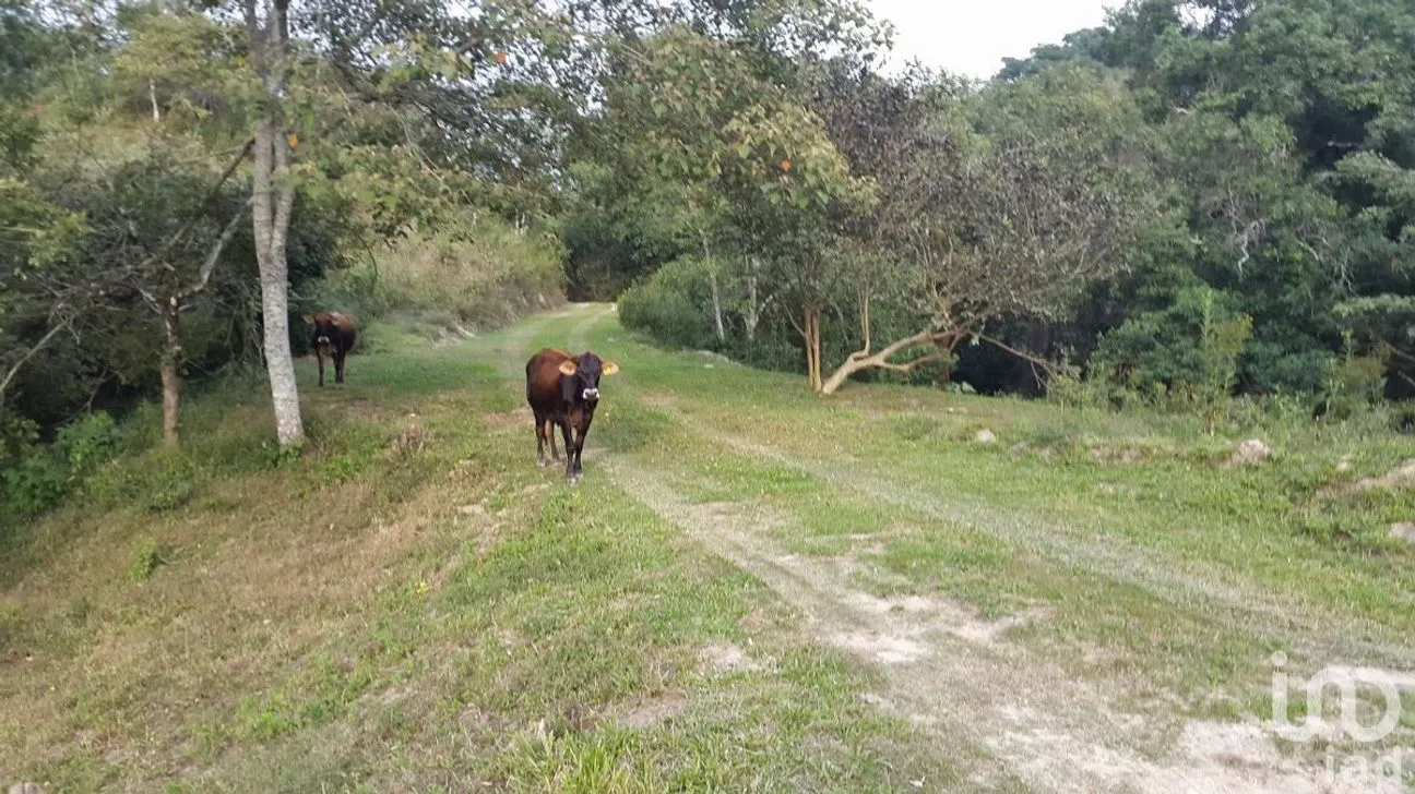 Terreno en Venta en El Tuito, Cabo Corrientes, Jalisco | NEX-227149 | iad México | Foto 4 de 10