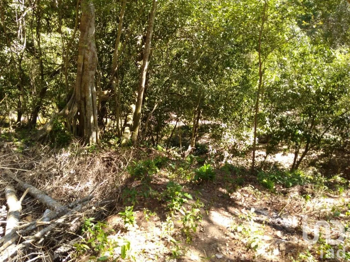 Terreno en Venta en El Tuito, Cabo Corrientes, Jalisco | NEX-271367 | iad México | Foto 15 de 20