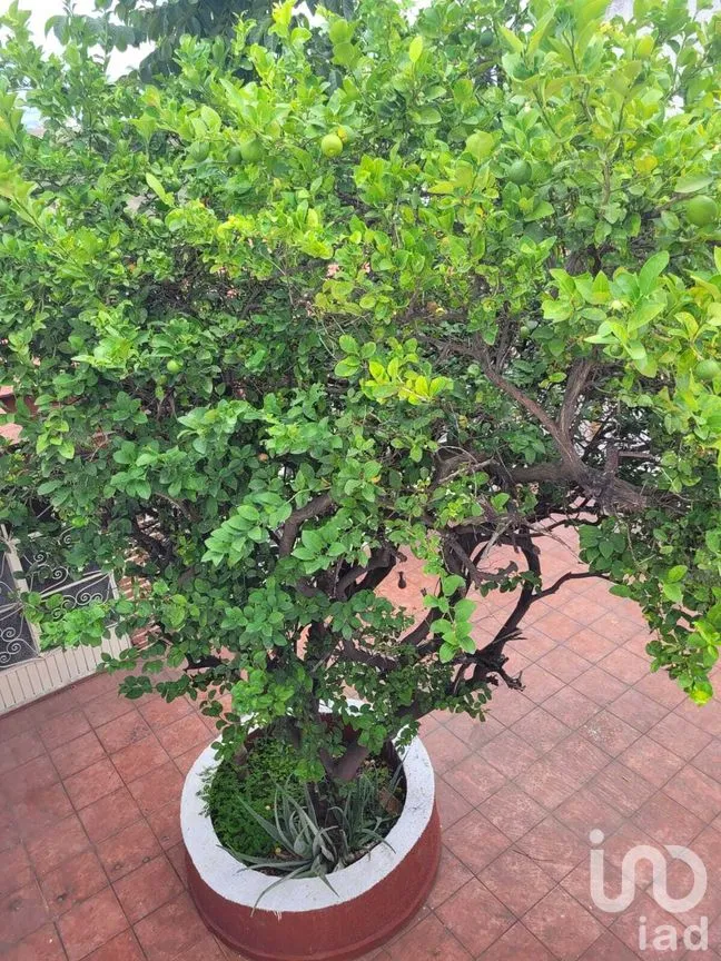 Casa en Venta en Jardines del Country, Guadalajara, Jalisco | NEX-280059 | iad México | Foto 5 de 25