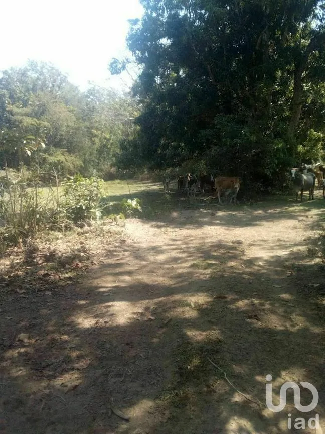 Terreno en Venta en Tomatlan, Tomatlán, Jalisco | NEX-276575 | iad México | Foto 12 de 30